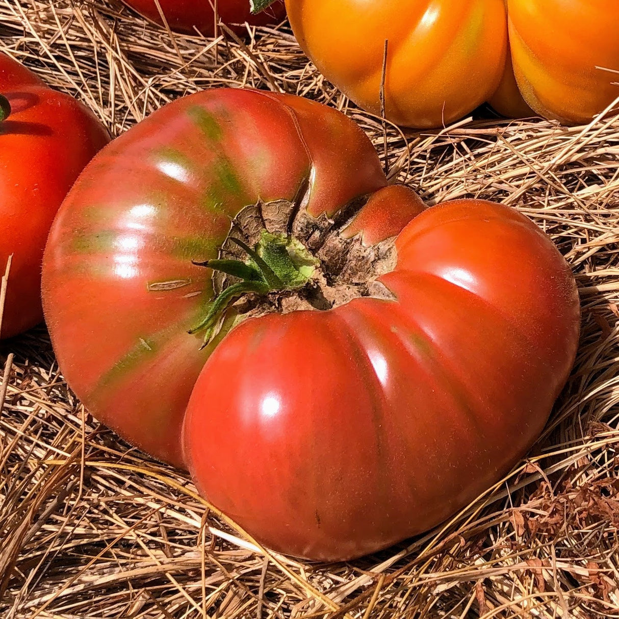 Tomato: Pink Brandywine