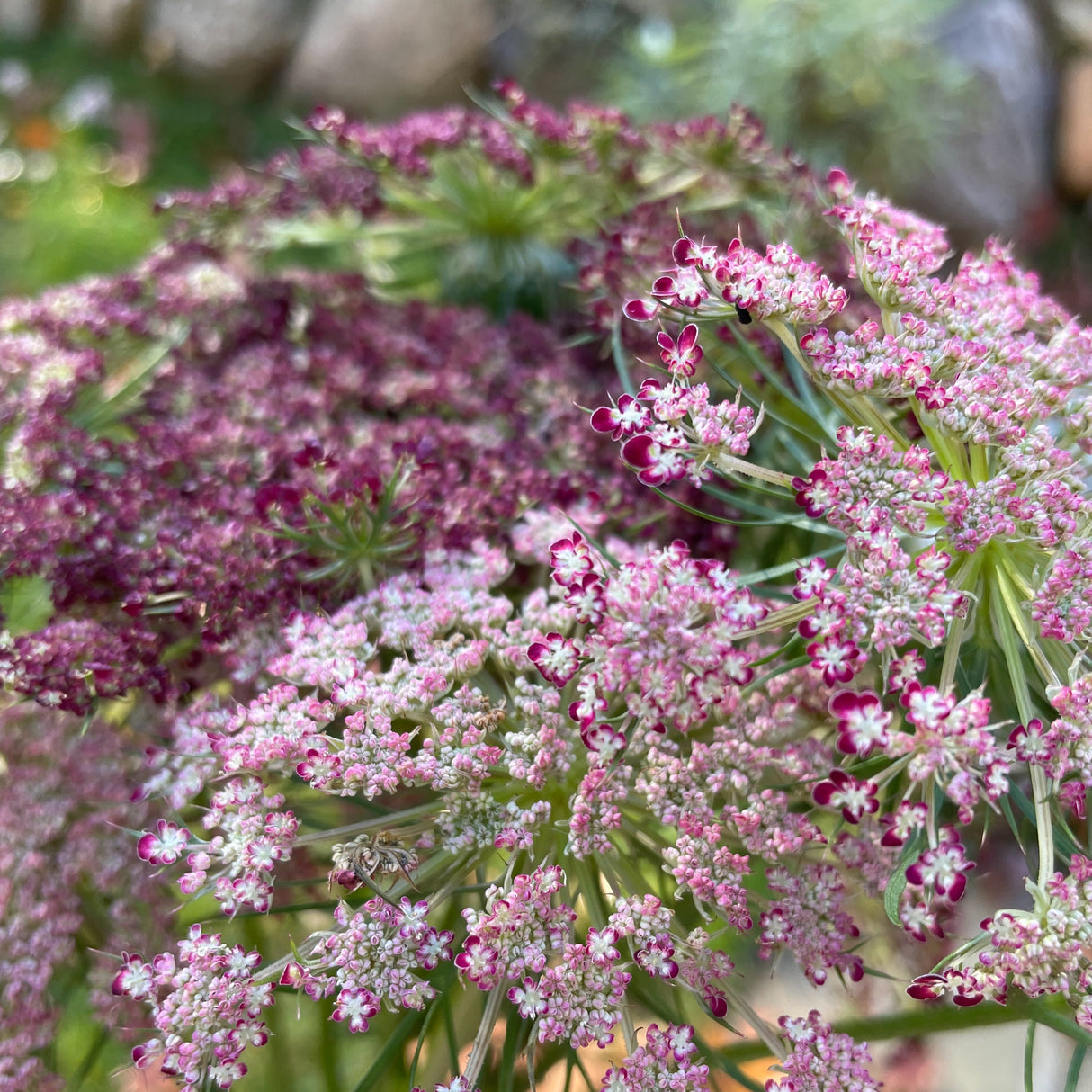 Queen Anne's Lace: Dara