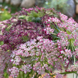 Queen Anne's Lace: Dara