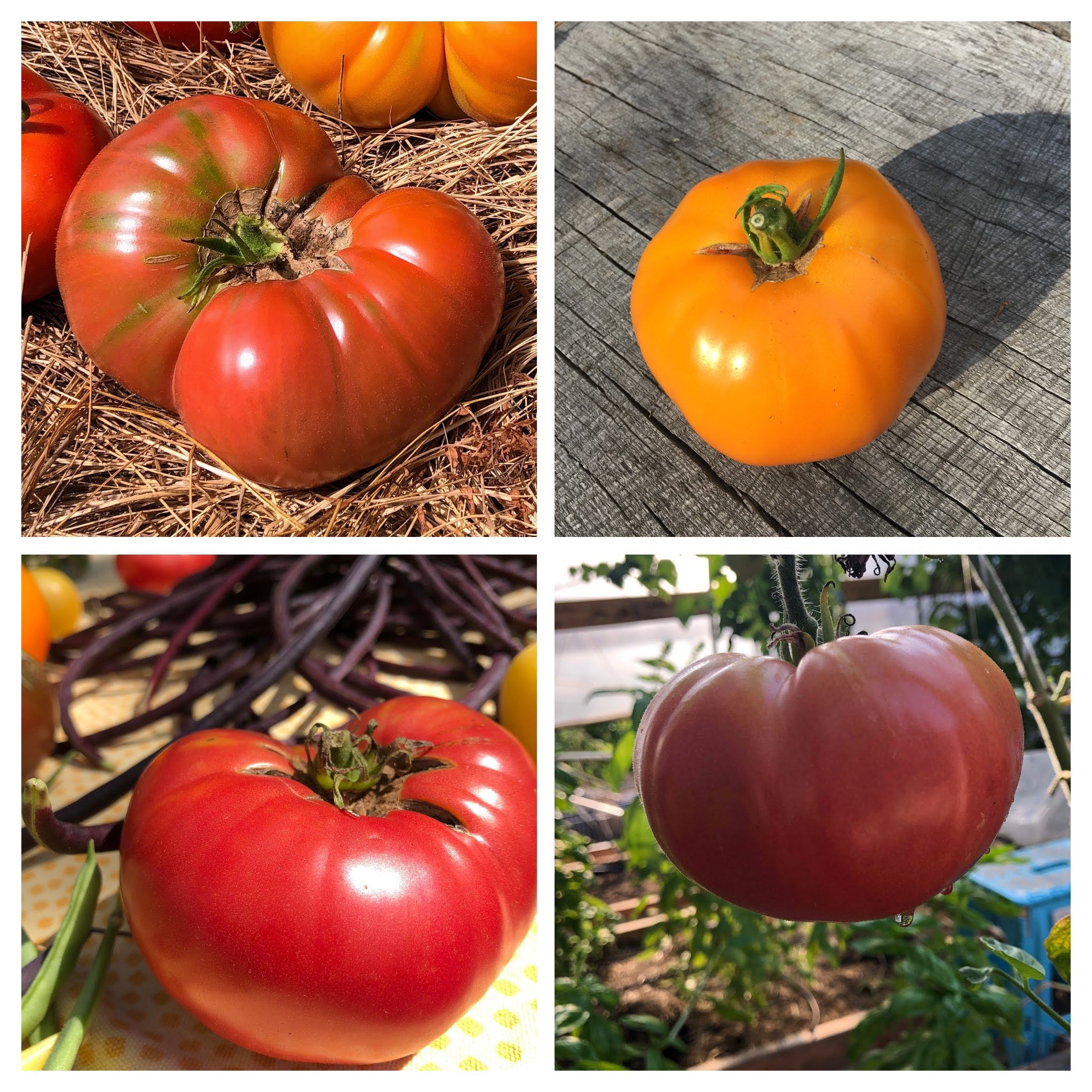 Organic Rainbow Slicer Tomato Collection