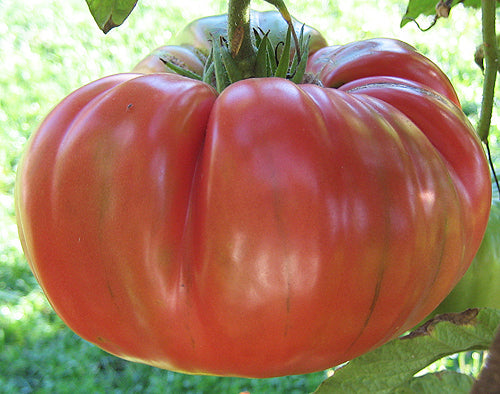 Rainbow Heirloom Slicer Tomato Variety 4-pack