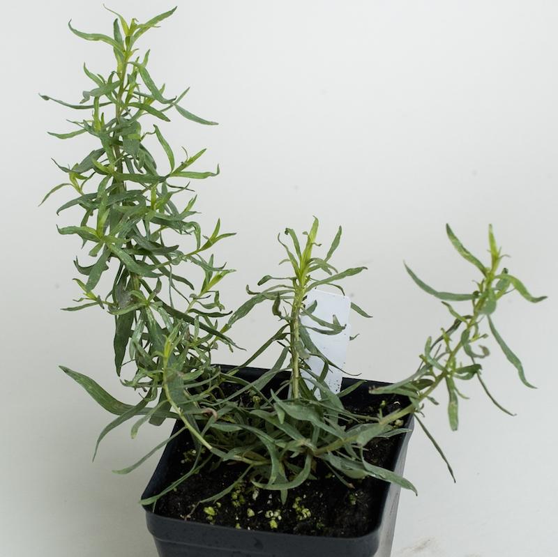 Tarragon: French