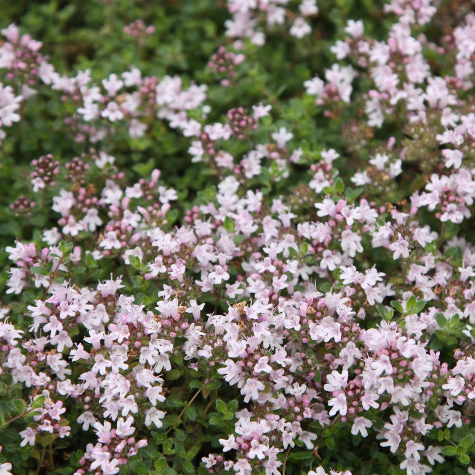 Thyme: Pink Chintz - BACK!