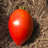 Canning Tomato Variety 4-pack