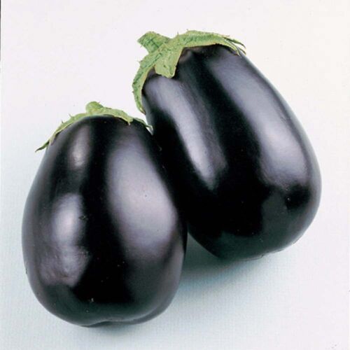 Eggplant: Black Beauty