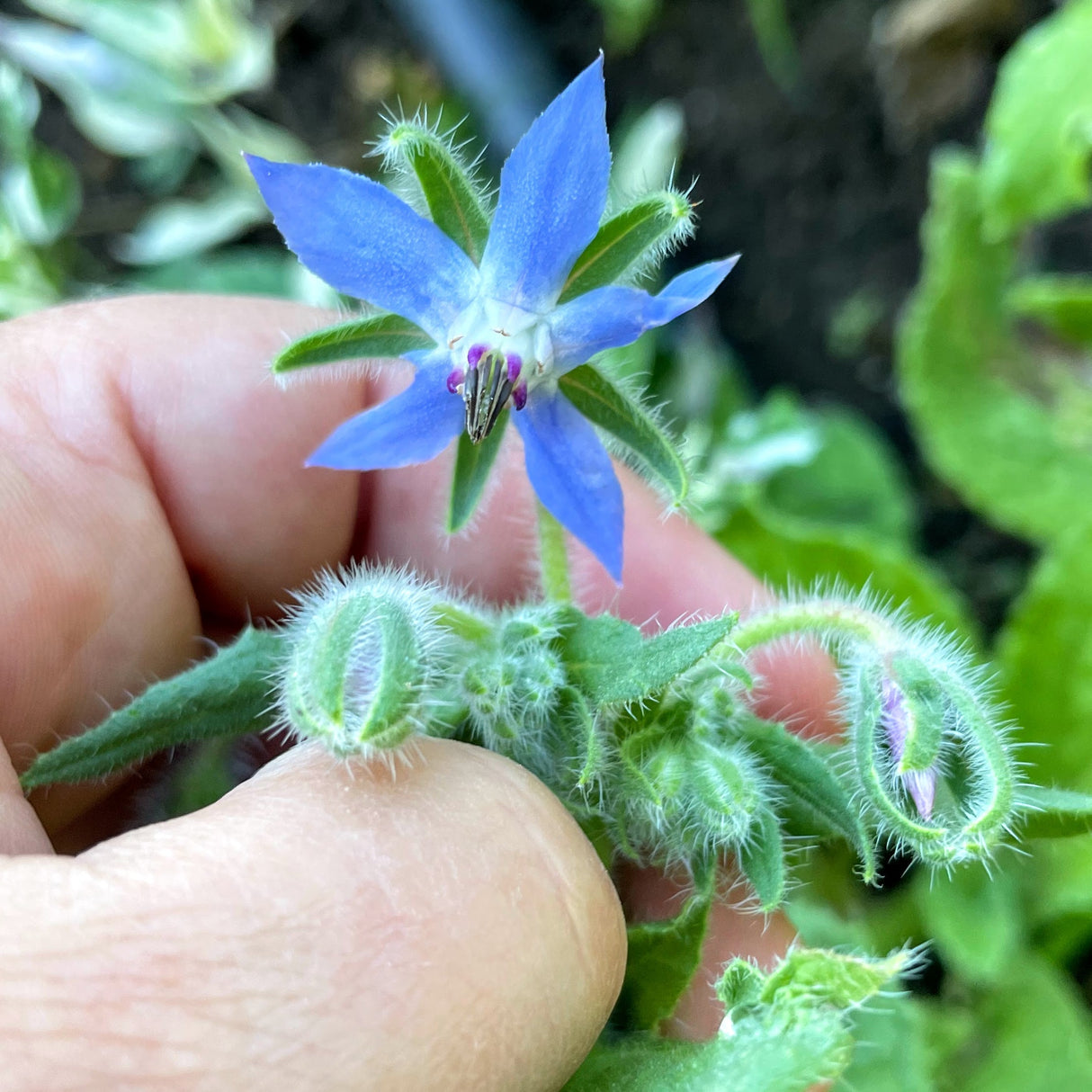 Borage