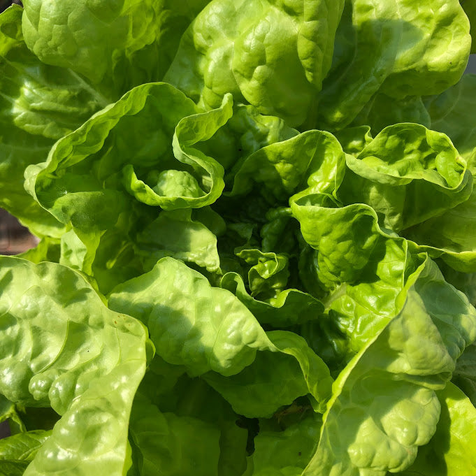 Lettuce Buttercrunch Bibb Daisy Hill Farm