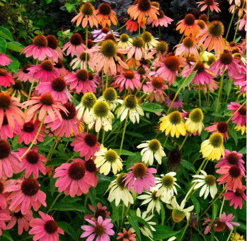 Cone Flower: Cheyenne Spirit