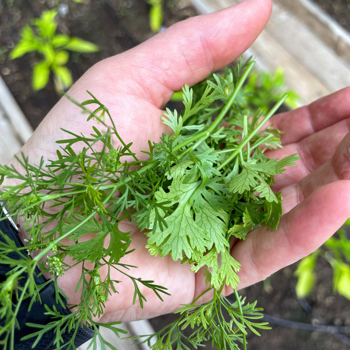 Kitchen Annual Herb 4- pack