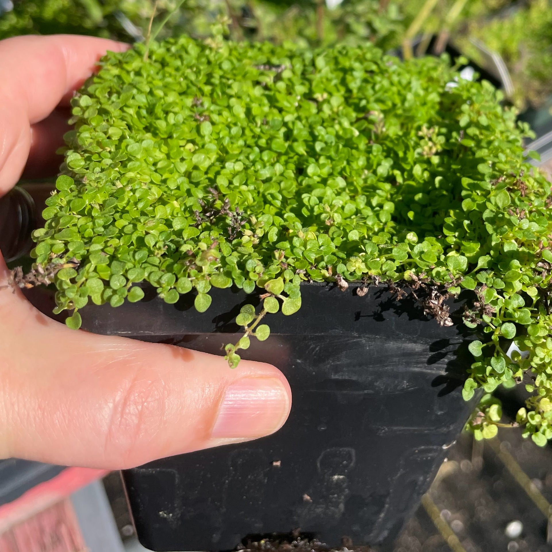 Mint: Corsican