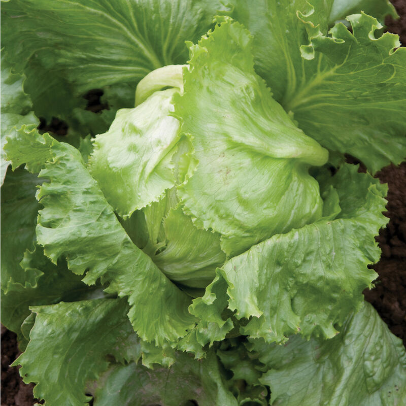 Lettuce: Crispino Iceberg