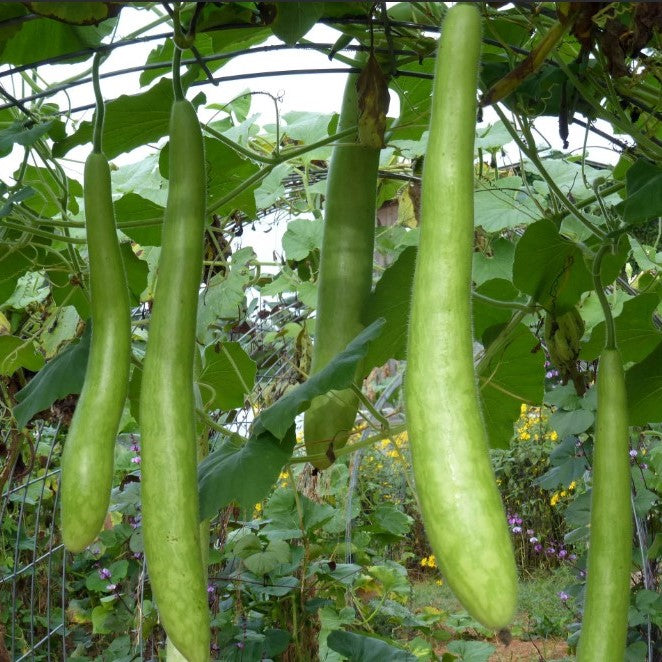 Gourd: Cucuzzi