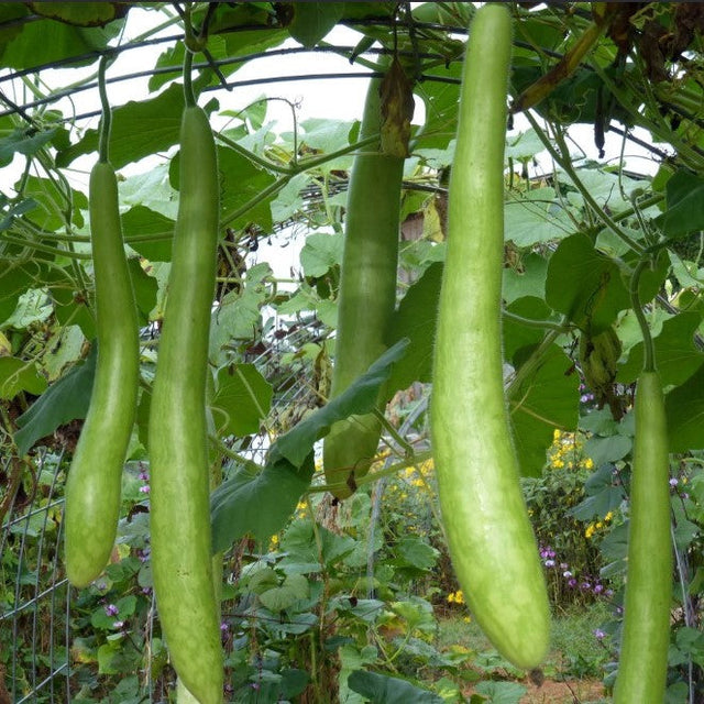 Gourd: Cucuzzi