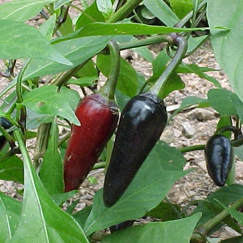 Hot Pepper Variety 4-pack