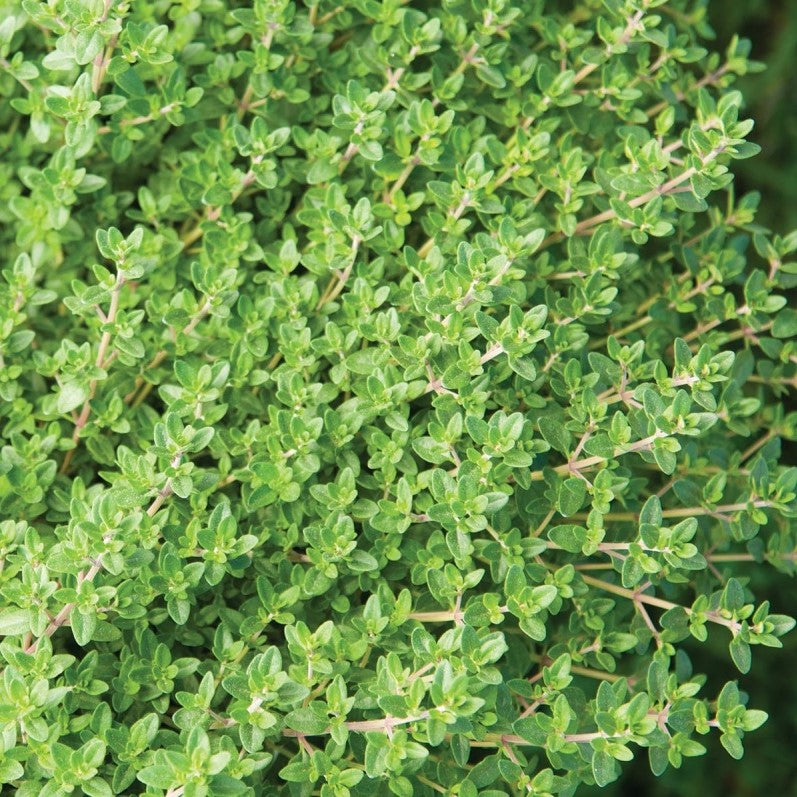 Thyme: English