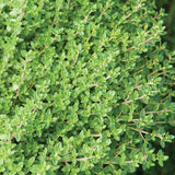 Thyme: English