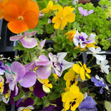 Viola/Pansy: Sorbet Mix