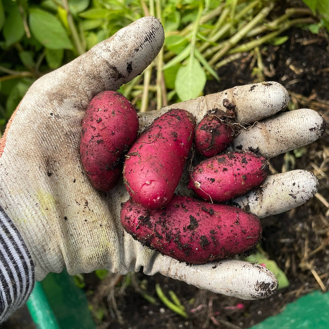 Potato:  AmaRosa - 1 lb