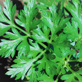 Parsley: Flat Leaf