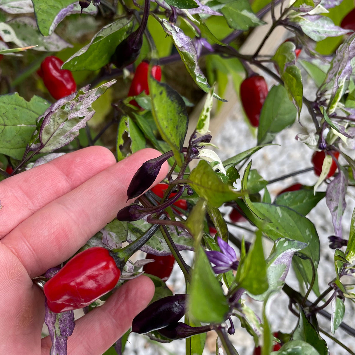 Hot Pepper: Jigsaw