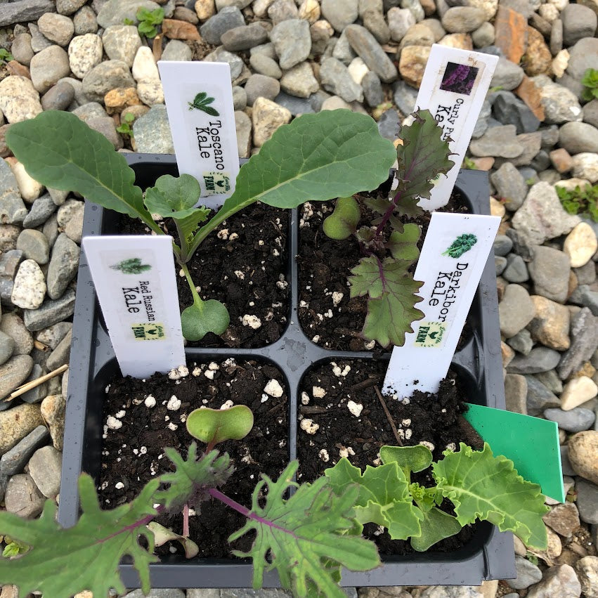 Kale Variety 4-pack