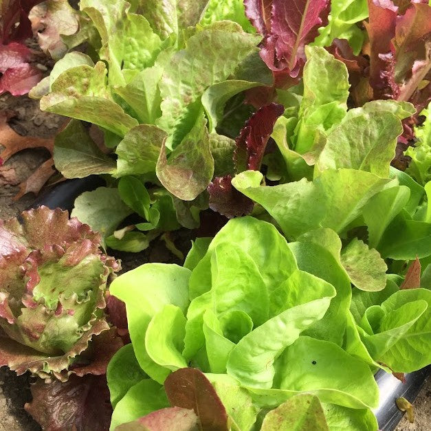 Lettuce Mix seedlings (from High Mowing Gourmet Blend)
