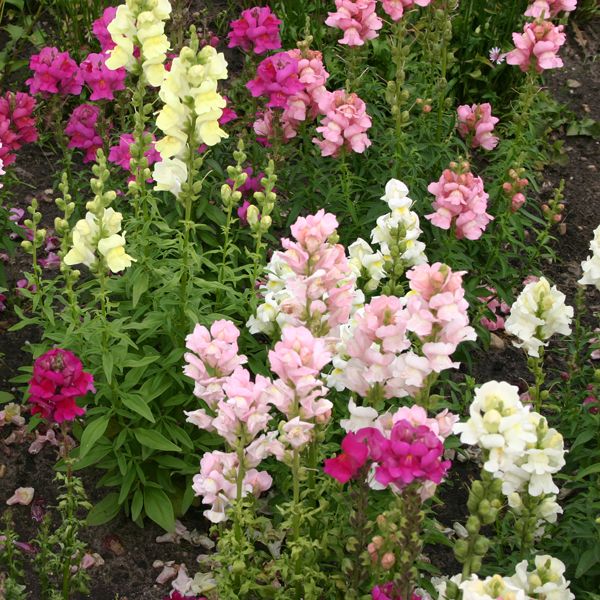 Snapdragon: Lion's Mouth Mix