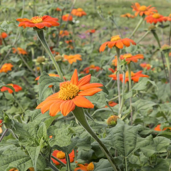 Mexican Sunflower