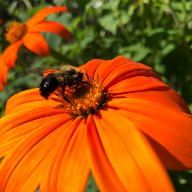 Mexican Sunflower
