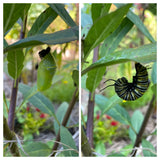 Milkweed: Common (Asclepias syriaca)