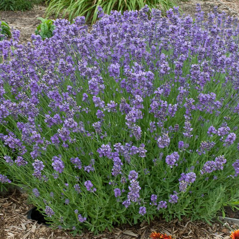 Lavender: Munstead