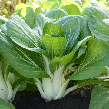 Pac Choy: Bopack