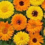Calendula: Pacific Beauty Seedlings