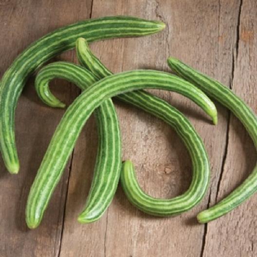 50+ Painted Serpent Cucumber Seeds - Organic, Heirloom, Non-GMO - Rare Find!