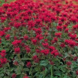 Panorama Red Bee Balm