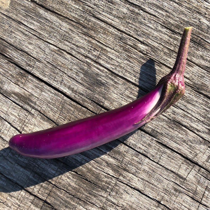 Eggplant: Pingtung Long