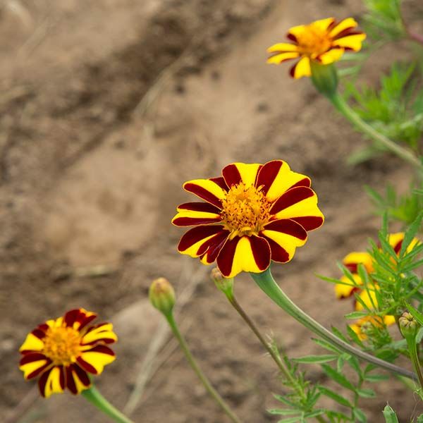 Marigold Variety 4-pack