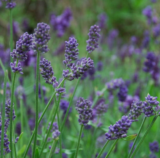Lavender: Provence