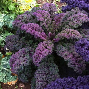 Kale Variety 4-pack