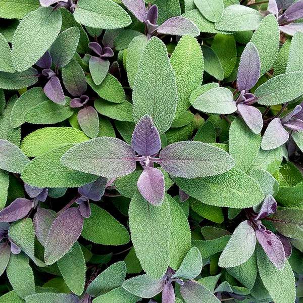 Sage: Purple