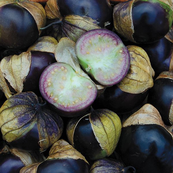 Tomatillo: Purple