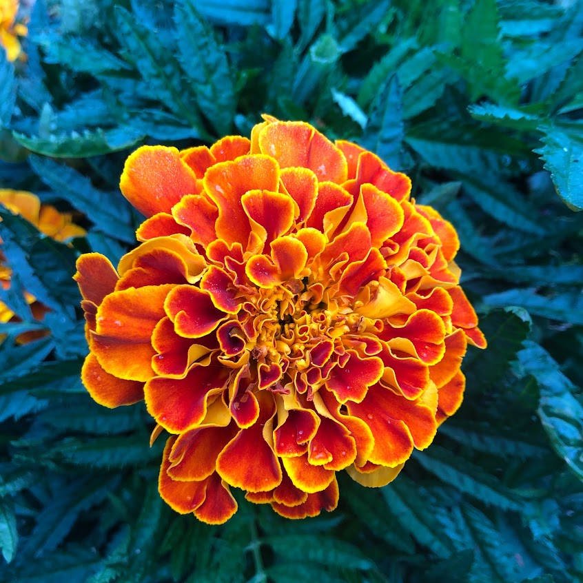 Marigold Variety 4-pack