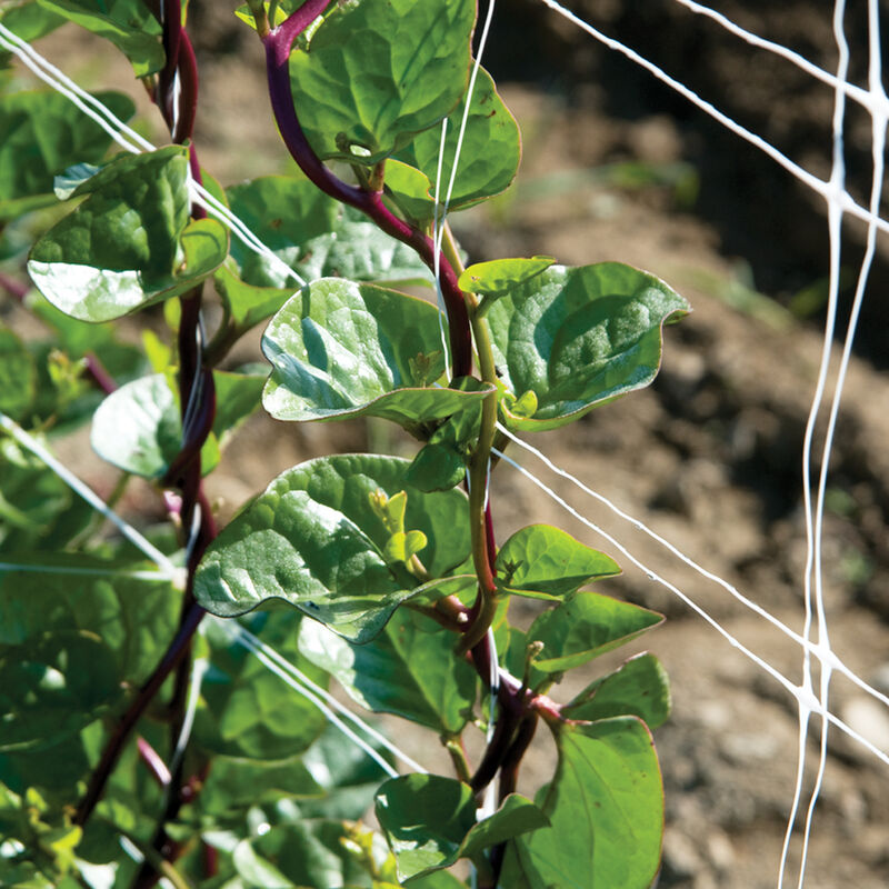 Malabar Spinach: Red