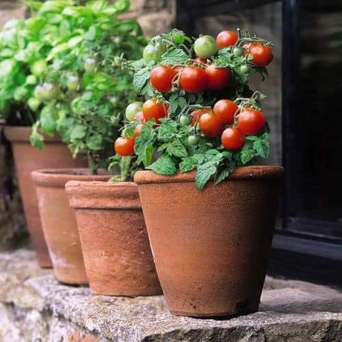 pot size for tomato plant Tomato: Red Robin Dwarf