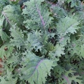Kale:  Red Russian