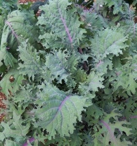 Kale Variety 4-pack