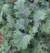 Kale Variety 4-pack