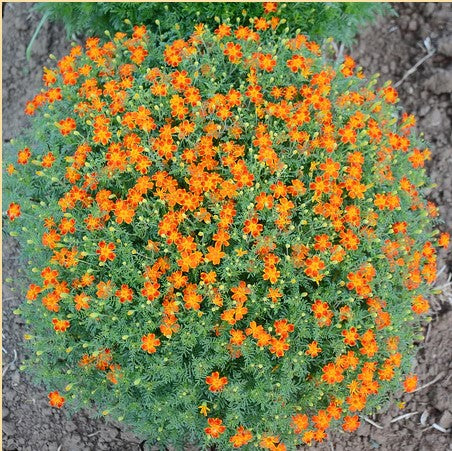Marigold: Red Gem