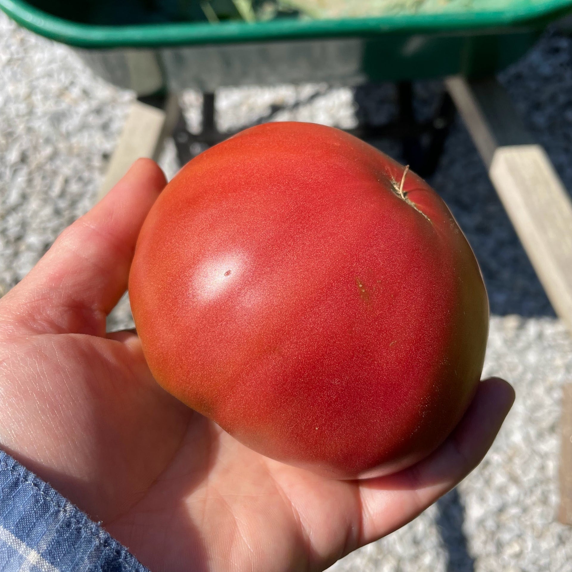 rose de berne tomato seeds Tomato: Rose de Berne – Daisy Hill Farm