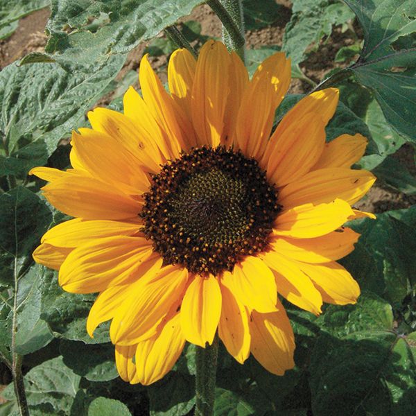 Sunflower: Soraya